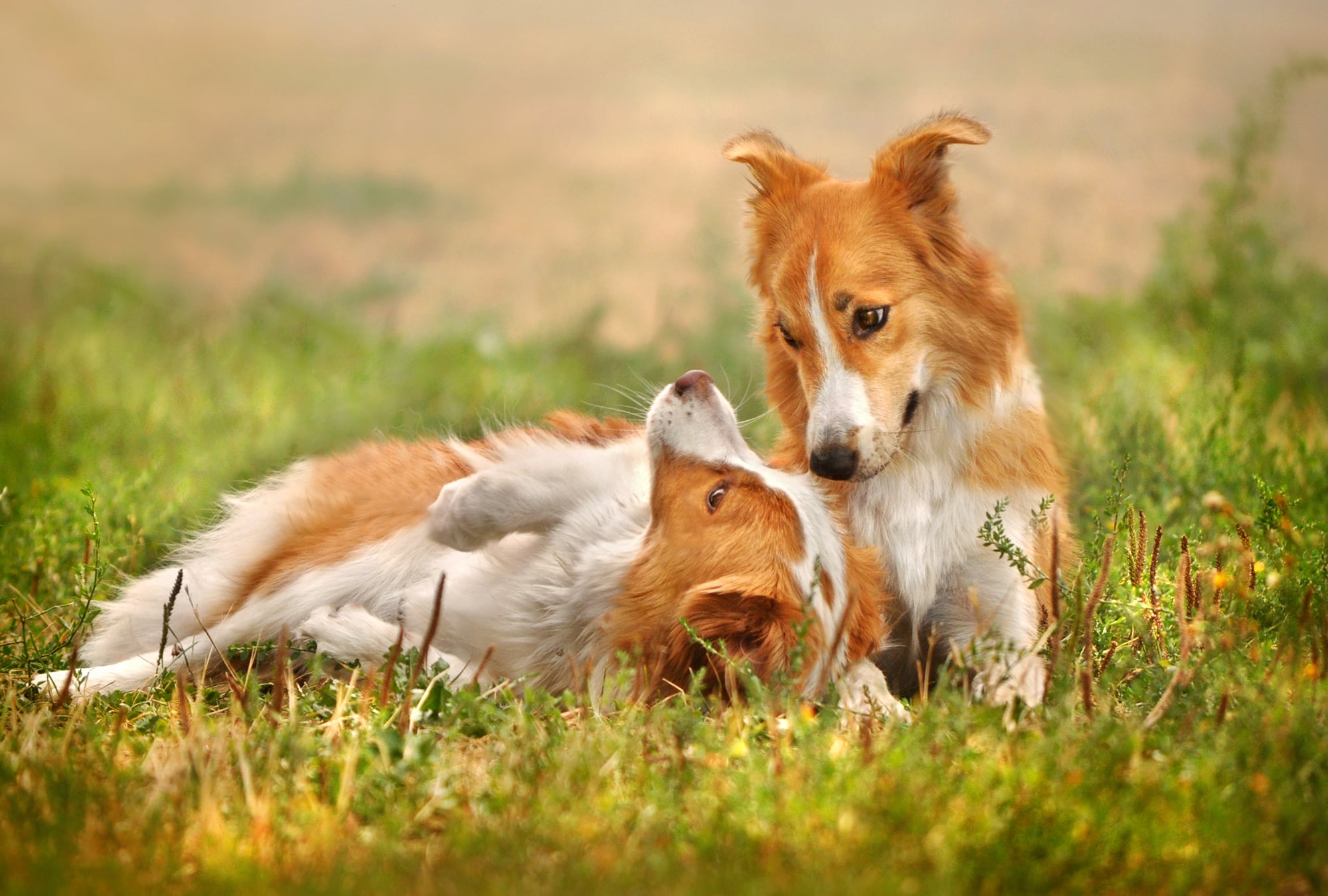 helping-dogs-relax-at-boarding-the-definitive-guide